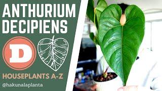 Repotting My Anthurium Decipiens AKA Salgarense (Houseplants A-Z)