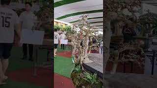 cây Duối mọc trên tảng đá
