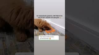 Интеллектуальная и физическая нагрузка собаке. Обучение в школе Антуана Наджаряна #воспитаниесобаки