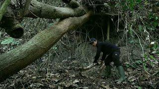 Building shelter in the forest - survival shelter treehouse, hunting and fishing