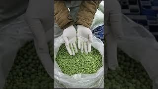 BULK GREEN PEAS AVAILABLE IN BEST RATES | CONTACT ME :- +91 9355649292