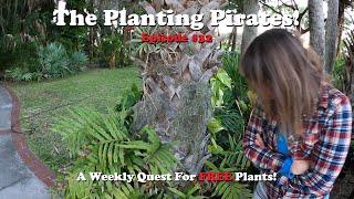 Planting FREE Plants we find Weekly! | The Planting Pirates Episode #32