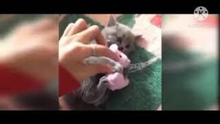 Baby Cats - Cute and Funny Cat Videos Funny Cats C65 #3