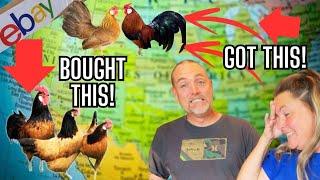 Wrong Chickens! Why Does The Universe Not Want Us To Have Vorwerk Chickens!? Farm Life Vlog