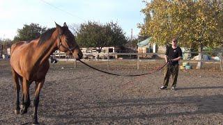 Работа лошади на корде.Советы новичкам.Horse work on the lane. Advice for beginners.