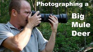 A Big Mule Deer Buck - Wildlife Photography in Jackson Hole