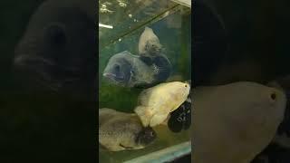 Fish Aquarium Shop Chandigarh | Shorts Video Fish Shop | | The Pet Shop |