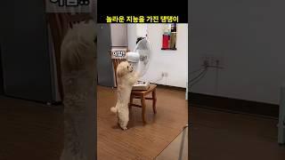 놀라운 지능은 가진 댕댕이