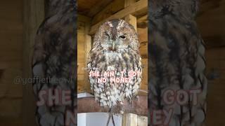 Whoot whoot! Henry the rescued tawny owl is owl-mazing #owl #tawnyowl #rescuebirds #owls