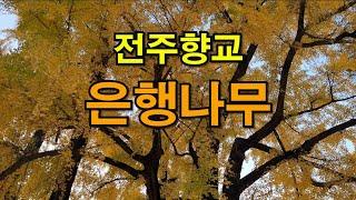 전주한옥마을 전주향교 은행나무! 전주한옥마을 가을여행! 슈룹 촬영지!