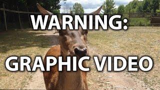Graphic videos included in Marineland animal cruelty complaint