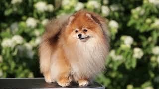 Cute pomeranian dog. 009#cutepomeranian #pomeranian #pomeraniandog