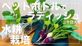 【新しい水耕栽培】ペットボトルで簡単に二十日大根を育てる！種まきから収穫まで解説！