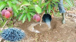 The Best Npk Fertilizer For Mango Trees | Best Npk Fertilizer