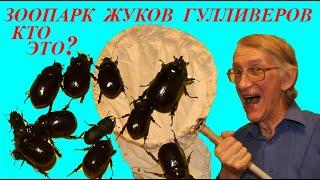 Где Найти Десять Жуков Носорогов? Где Живут Жуки Носороги? Школа Энтомолога.