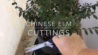 Chinese Elm Cuttings Start to Finish