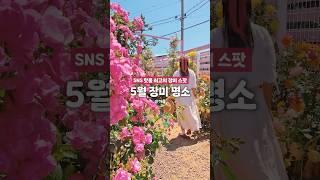  5월에 놓치면 후회 하는 최고의 장미 명소!