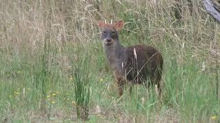 Southern Pudu!!! A Miniature Species of Deer!