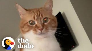 Guy Teaches His Cat To Talk... | The Dodo Cat Crazy