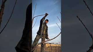 cherry pruning #satisfying #pruning #garden #farming #shortvideo