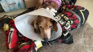 Geena Seems to be Depressed after the Surgery - Takis Shelter