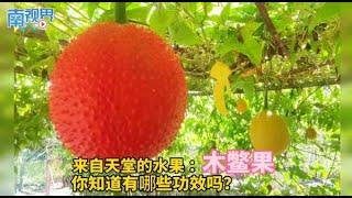 【南视界】来自天堂的水果:木鳖果 你知道有哪些功效吗？