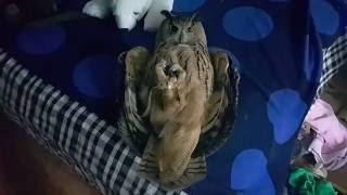 An upside-down eagle-owl Yoll.