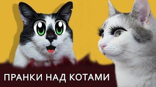 СМЕШНЫЕ РОЗЫГРЫШИ ДЛЯ КОТОВ ! ЛУЧШИЕ ПРИКОЛЫ с КОТАМИ ! 13 Пранков и ИДЕИ ДЛЯ РОЗЫГРЫША пары друзей