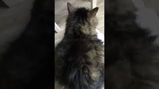 То ли ёжик , то ли кот 
