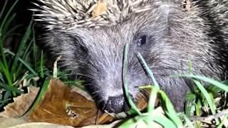 Ёжик в парке // Hedgehog in the park