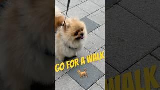 포메라니안 산책 브이로그🫠 #dogshorts#dogvlog#pomeranian#강아지산책#강아지일상#강아지쇼츠#강아지브이로그#walkthedog#petanimals#cute