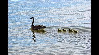 Lake Dardanelle State Park