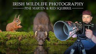 Irish Wildlife Photography - Pine Martin & Red Squirrel. Nikon D7500 (Sigma 150-600mm Contemporary)