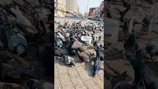 Jeddah | Saudi Arabia | birds | Pigeon | Pigeons in Saudi Arabia