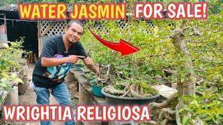 p3+MICHAEL'S BONSAI GARDEN+U.P. DILIMAN BONSAI SOCIETY+WATER JASMINE