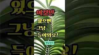 이 식물은 그냥 버리세요? #풍수인테리어 #재물운 #풍수식물