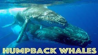 GoPro: Diving With Humpback Whales HD