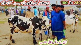 Today Gondal Mandi latest update 16 june 2025! Cattle farming in Pakistan!imported MilkingCows!#cows