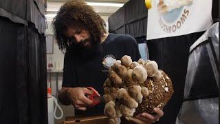 Shiitake Mushroom Harvest and Cultivation Tips | Southwest Mushrooms