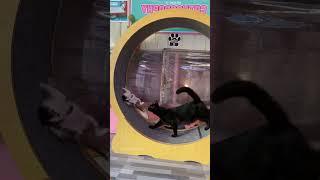 A sad kitten#cat #catsoftiktok #catlover #funny #funnyvideos #foryou #fypage #fypツ #funnycat