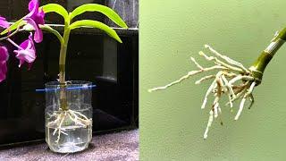 How To Quickly Restore Healthy Roots For Weak Orchid Orchid Very Easy