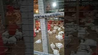 Suguna poultry farm  #dj #funny #dance#shorts#short #trending