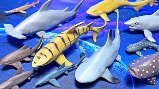 17 Amazing Sharks - Great White, Hammerhead, Zebra, Leopard, Whaleshark, Lemon Shark, Blue Shark