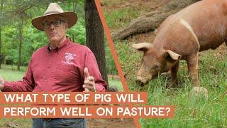 What type of pig performs well on pasture? | Joel Salatin