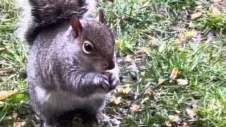 Uncovering Squirrels' Surprising Eating Habits