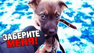 Спасение щенка. Собачка ищет дом / SANI vlog