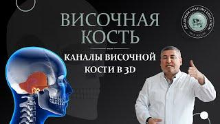 Височная кость. Каналы височной кости в 3D / 3D Anatomy of the skull