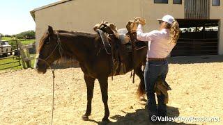 Rocky - saddle, bridle, mount, trail! - ValleyViewRanch.net