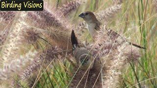 Indian Silverbills of Abu Dhabi - Birds of the Middle East