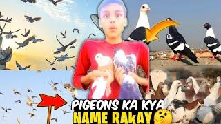 Pigeons ka Name Kya Rak hein  | Kabuter Bazi kari  VLOG|